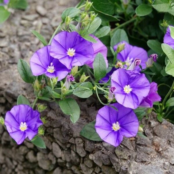 Convolvulus sabatius Flower