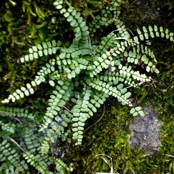 Asplenium trichomanes Hábitos