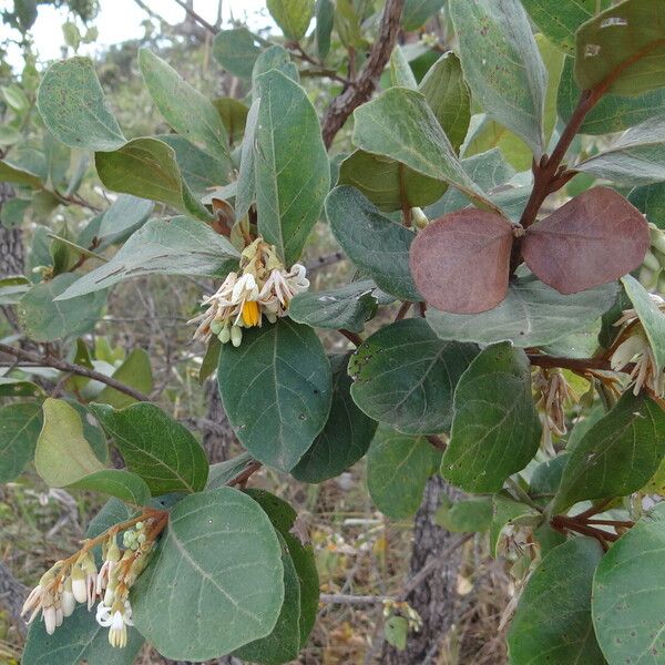 Styrax ferrugineus Ліст