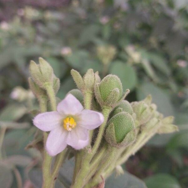 Solanum abutiloides Fleur