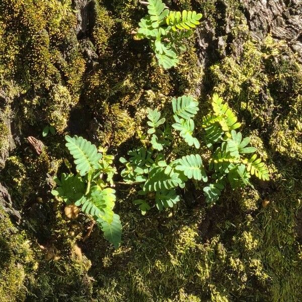 Pleopeltis polypodioides Leaf