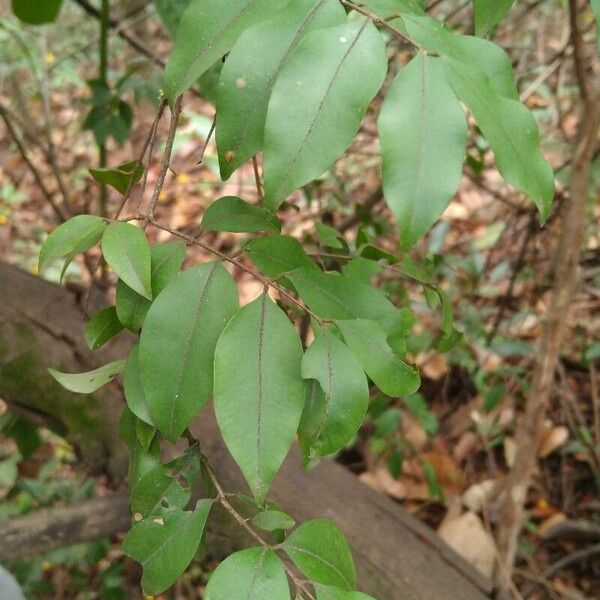 Myrciaria floribunda Лист