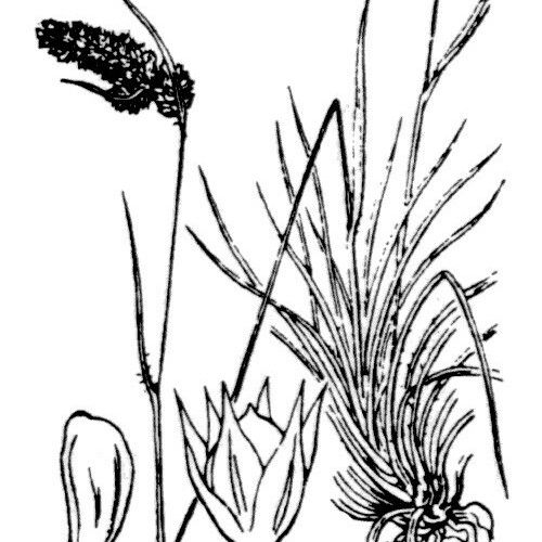 Luzula spicata Alia