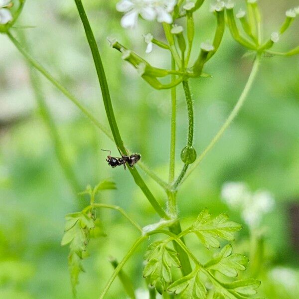 Anthriscus cerefolium 树皮