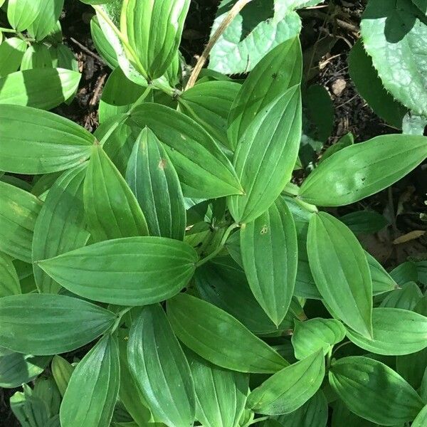 Disporum smilacinum Листок