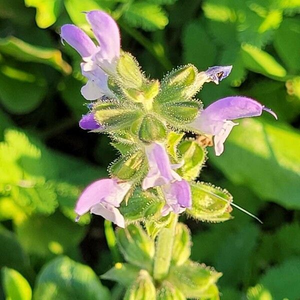 Salvia verbenaca Flower