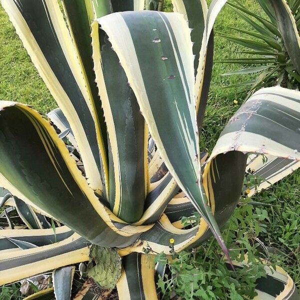 Agave americana Leaf