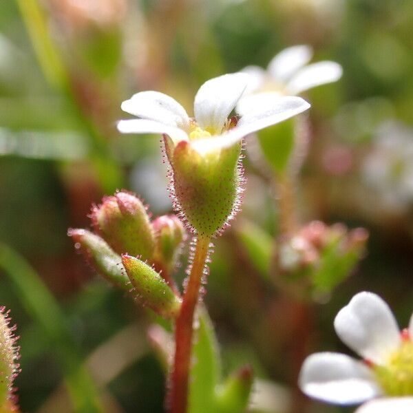 Saxifraga tridactylites Květ