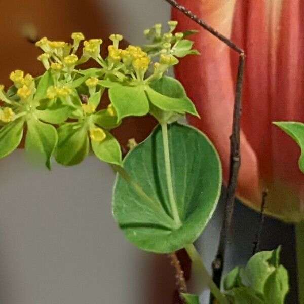 Bupleurum rotundifolium Folha