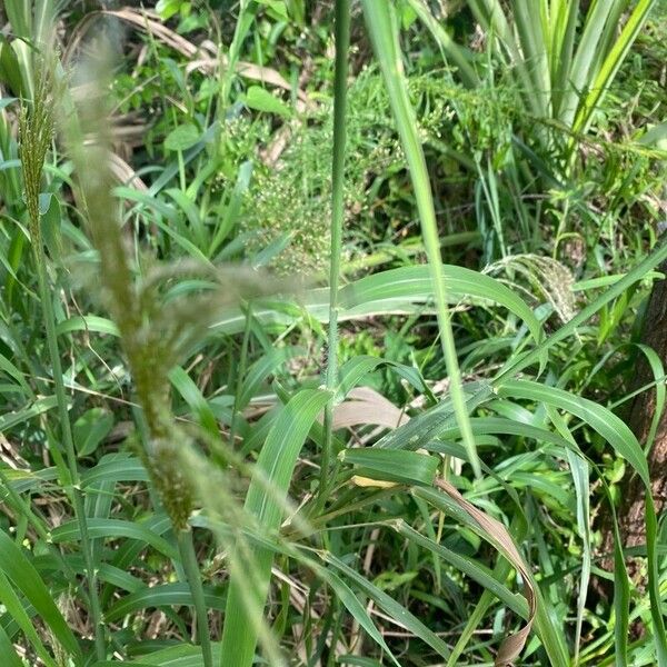 Setaria palmifolia Fulla