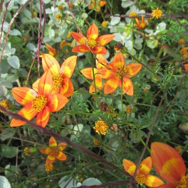 Bidens triplinervia Cvet