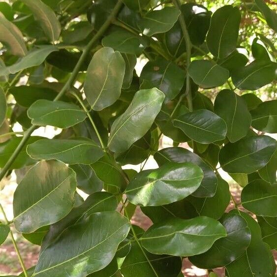 Afzelia quanzensis Leaf