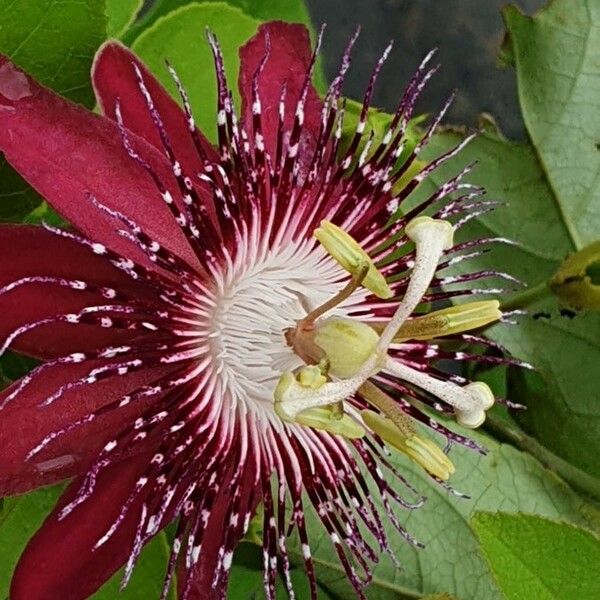 Passiflora nitida Flor