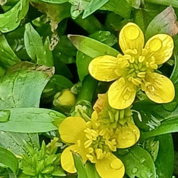 Ranunculus muricatus ফুল