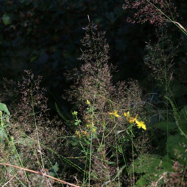 Agrostis capillaris Flor