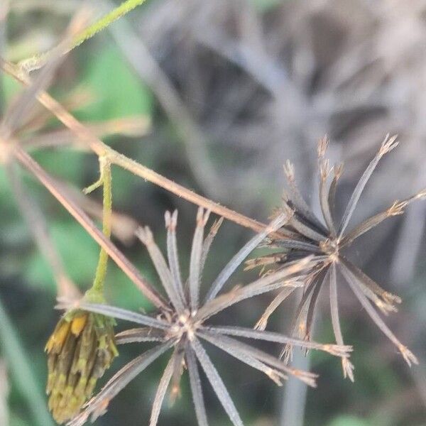 Bidens subalternans Fruit