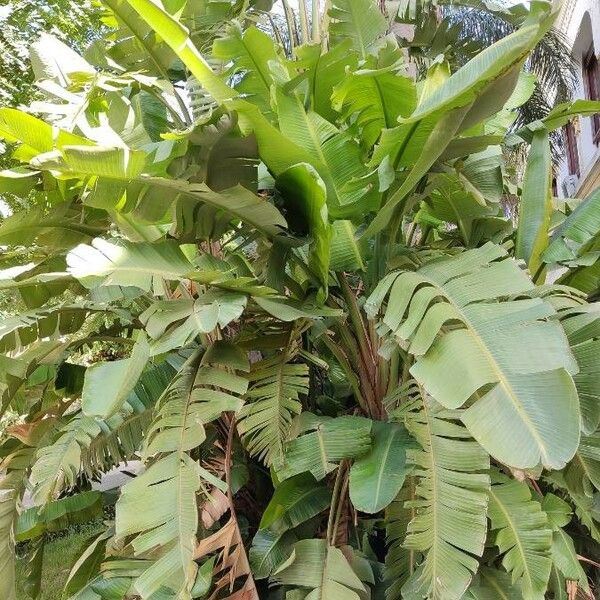 Musa × paradisiaca List