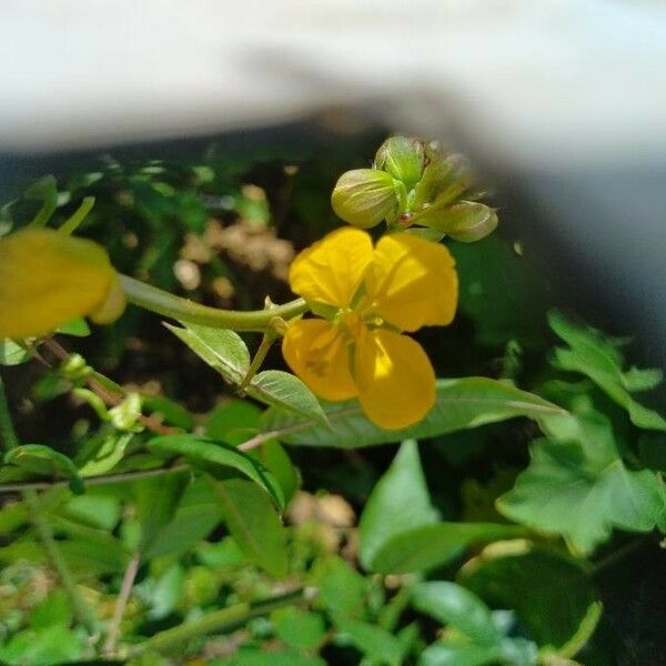 Senna occidentalis Fleur