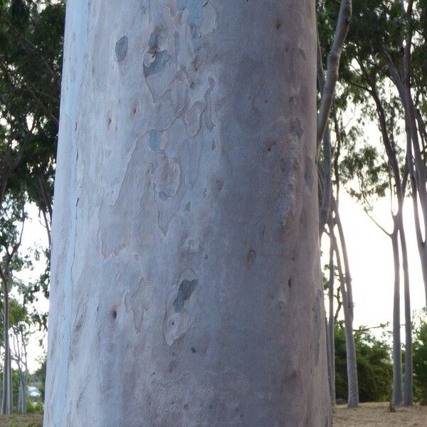 Corymbia citriodora Bark