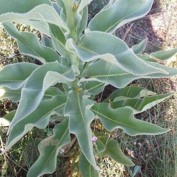 Verbascum thapsus Φύλλο