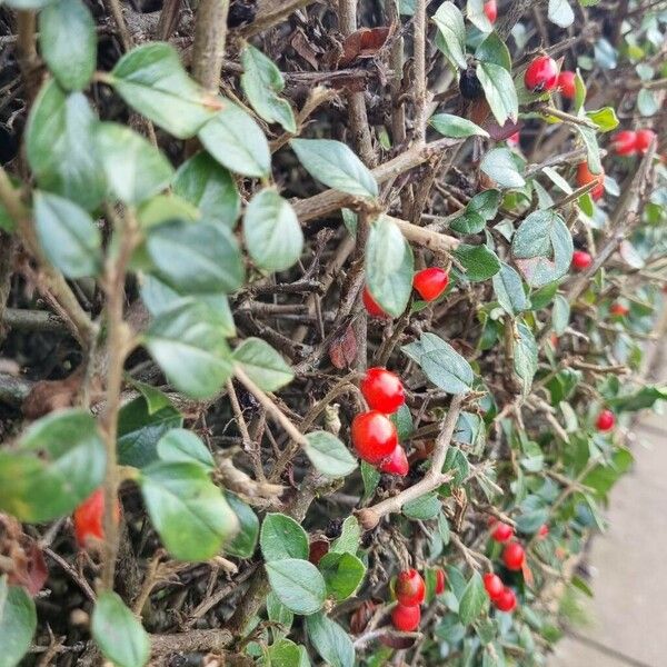 Cotoneaster simonsii موطن