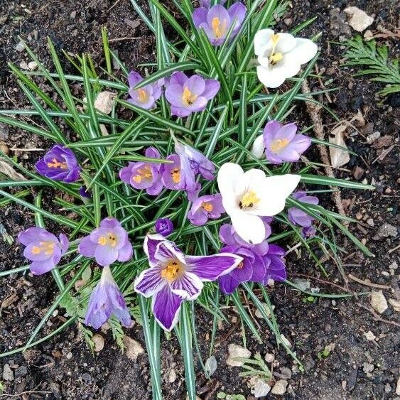 Crocus versicolor Celota