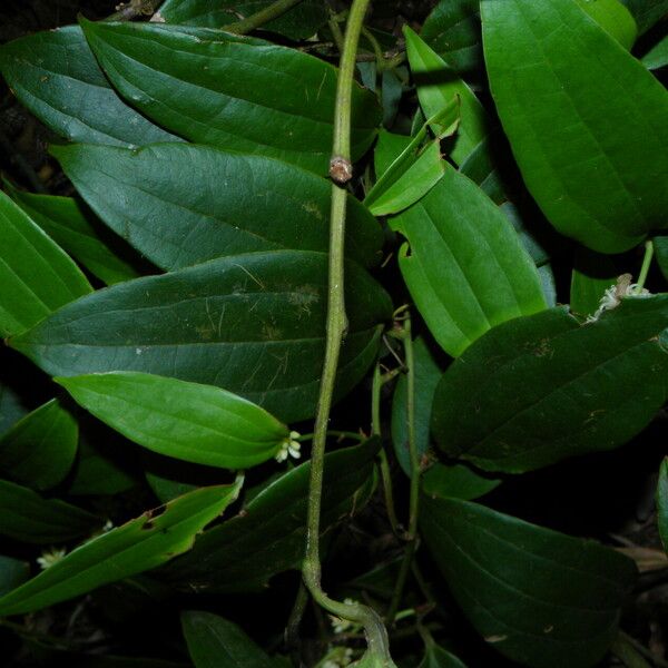 Smilax domingensis पत्ता