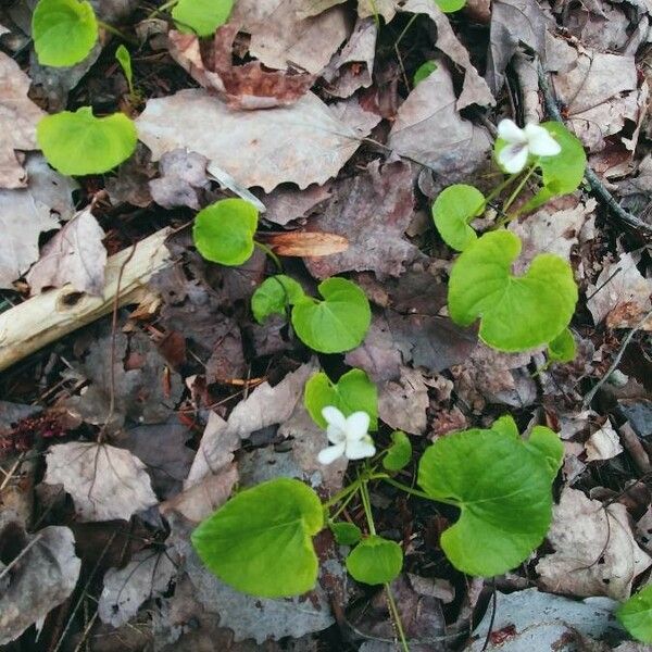 Viola blanda Blomma