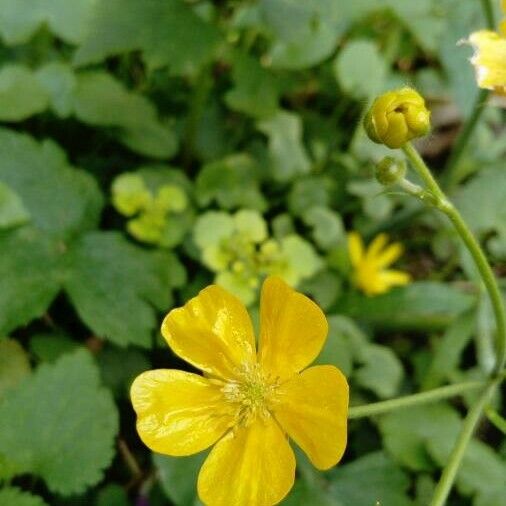 Ranunculus auricomus Flower