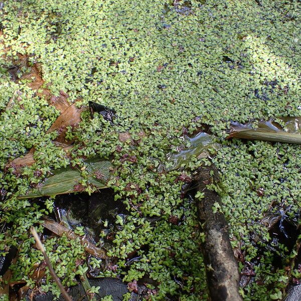 Spirodela punctata Habit