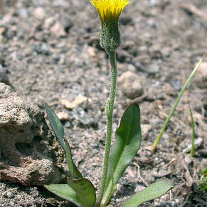 Hieracium triste Flor