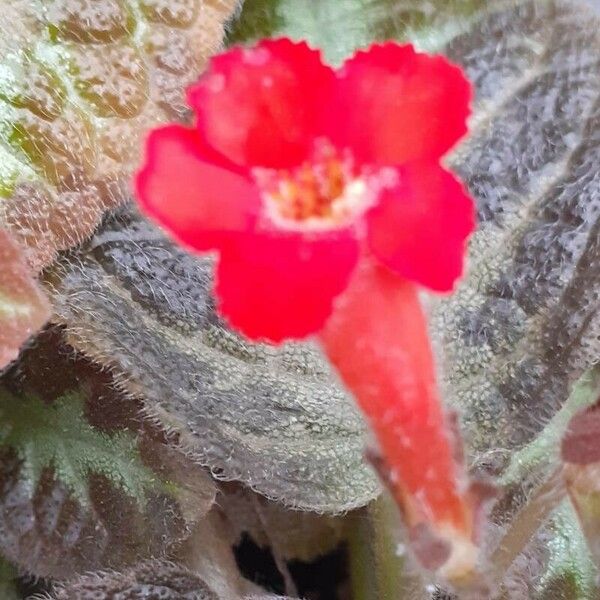 Episcia cupreata Fleur