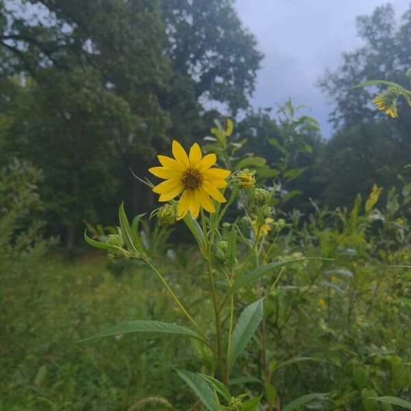 Helianthus grosseserratus 花