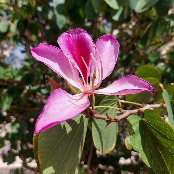 Bauhinia variegata Цветок