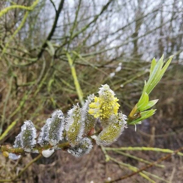 Salix repens Floro