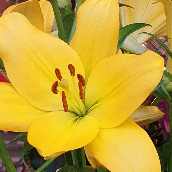 Lilium candidum Žiedas