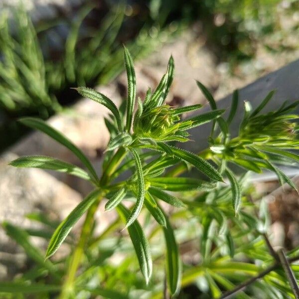 Galium tricornutum ᱵᱟᱦᱟ