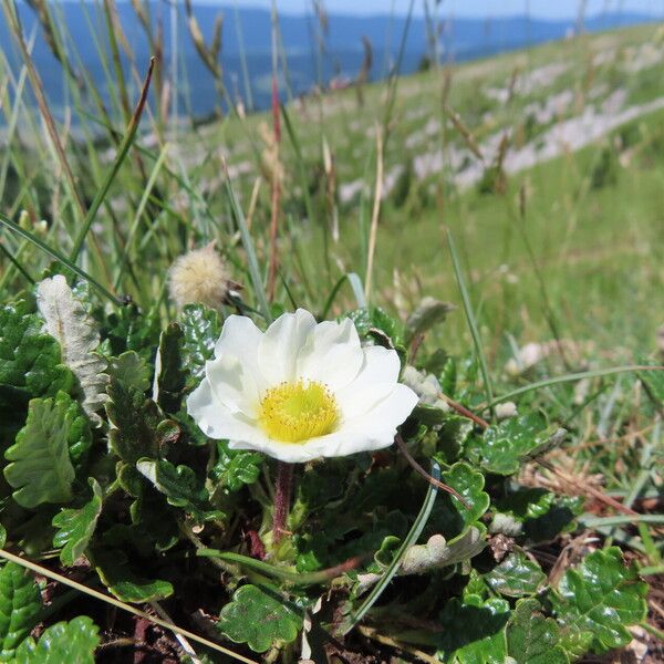 Dryas octopetala Flower