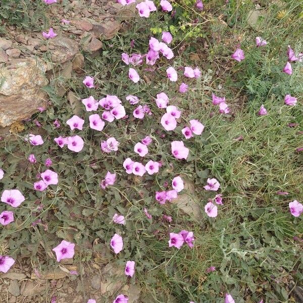 Convolvulus althaeoides പുഷ്പം