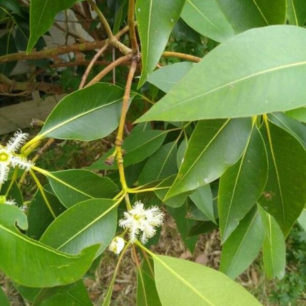 Lophostemon confertus Bloem