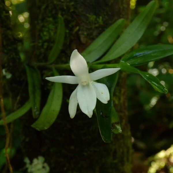 Angraecum ramosum Цветок