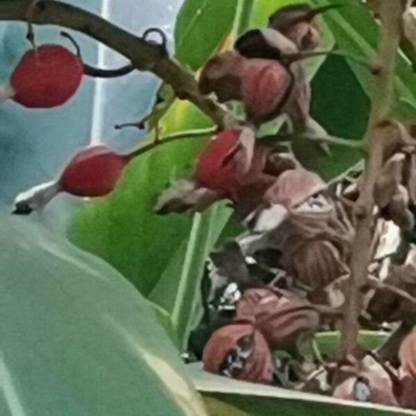 Alpinia zerumbet Fruto