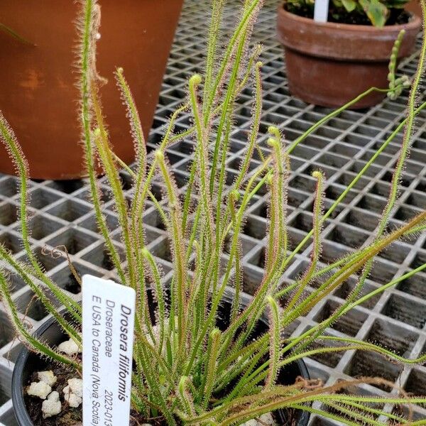 Drosera filiformis Leaf