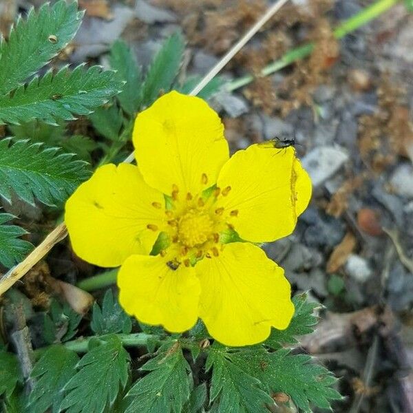 Argentina anserina Flower