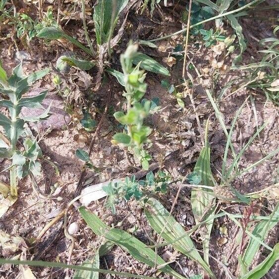 Helianthemum ledifolium Frugt