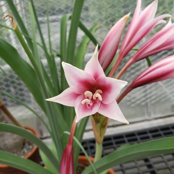 Crinum bulbispermum Квітка