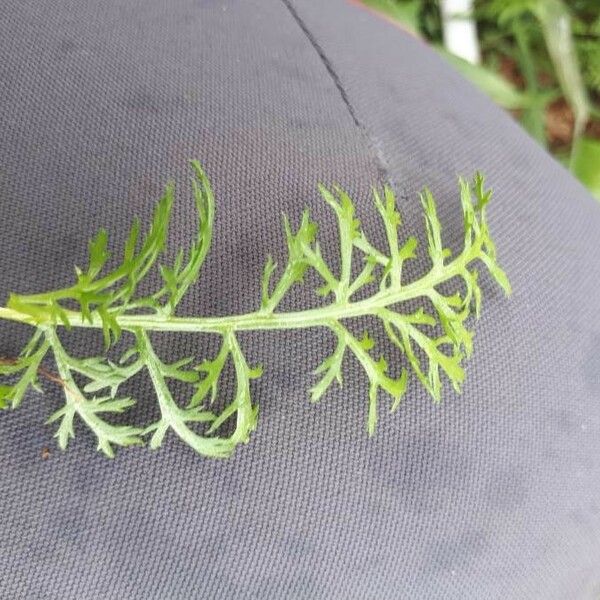 Achillea millefolium Foglia