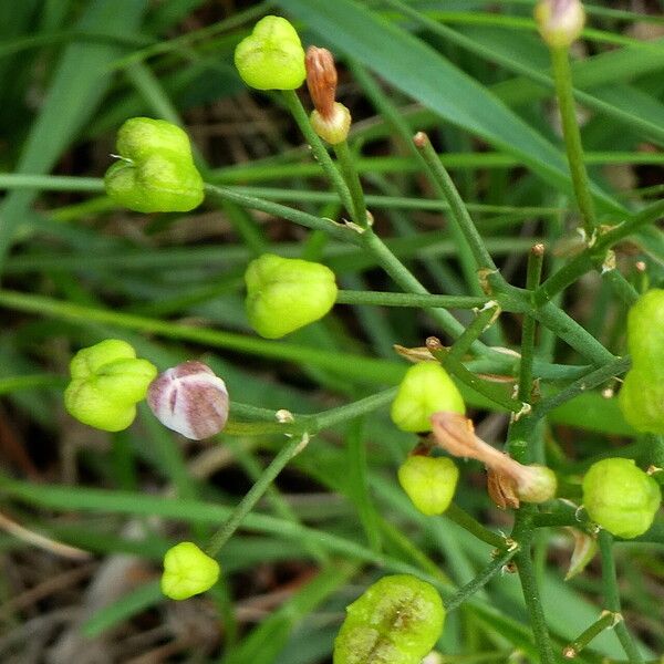 Simethis mattiazzii Fruit