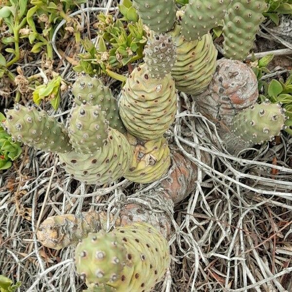 Tephrocactus articulatus Natur