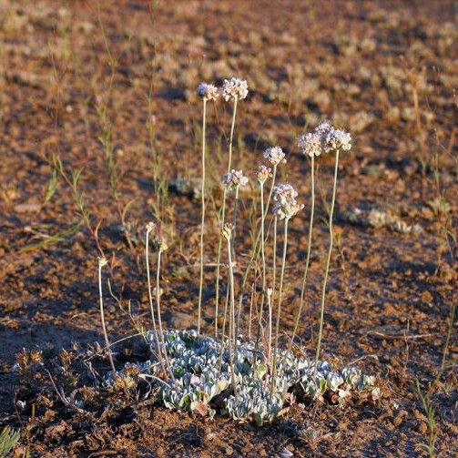 Eriogonum ovalifolium Habitus